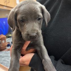 Shelter Stray Male Dog last seen , 2350 Appling City Cove, Memphis, TN 38133, USA