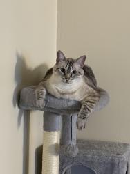 Lost Female Cat last seen Walmart, Hamburg, NY 14075