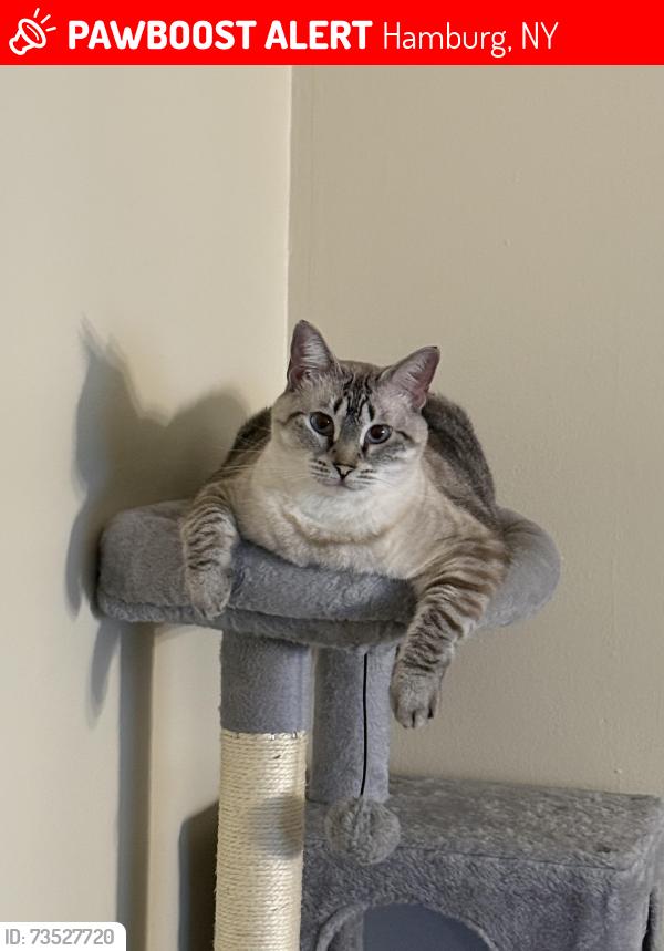 Lost Female Cat last seen Walmart, Hamburg, NY 14075