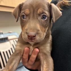 Shelter Stray Male Dog last seen , 2350 Appling City Cove, Memphis, TN 38133, USA