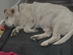 Found/Stray Male Dog last seen Near Wurzbach Pkwy Apt 11205, San Antonio, TX 78233