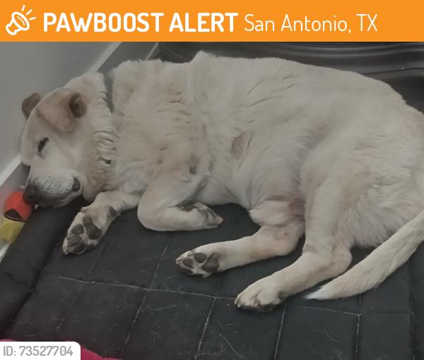 Found/Stray Male Dog last seen Near Wurzbach Pkwy Apt 11205, San Antonio, TX 78233