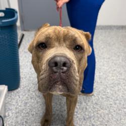 Shelter Stray Male Dog last seen , 328 Furman Hall Rd, Greenville, SC 29609, USA