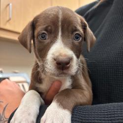 Shelter Stray Female Dog last seen , 2350 Appling City Cove, Memphis, TN 38133, USA