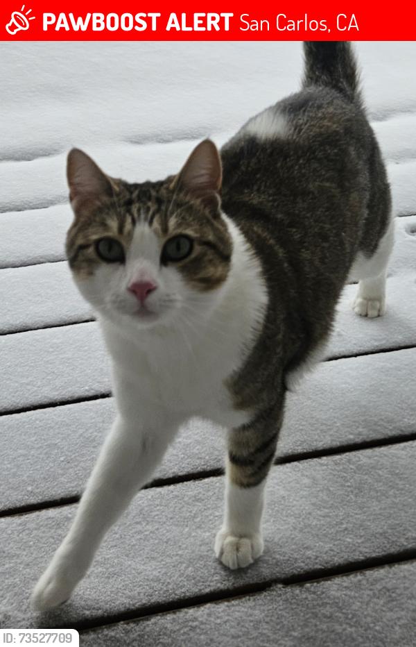 Lost Male Cat last seen Cabot Court/Malendy Dr, San Carlos, CA 94070