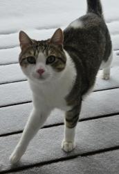 Lost Male Cat last seen Cabot Court/Malendy Dr, San Carlos, CA 94070