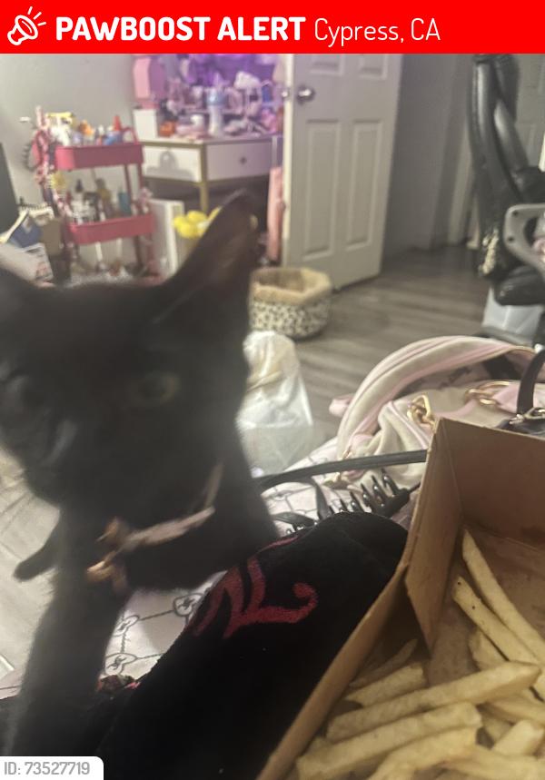 Lost Female Cat last seen Moody and Merton or Grace, Cypress, CA 90630