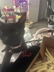 Lost Female Cat last seen Moody and Merton or Grace, Cypress, CA 90630