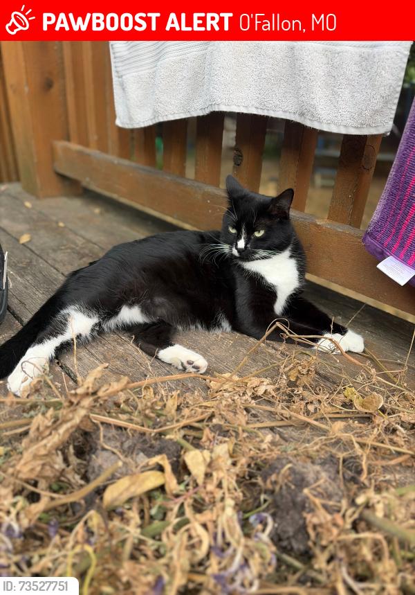 Lost Female Cat last seen Mallard pointe, O'Fallon, MO 63368