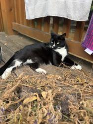 Lost Female Cat last seen Mallard pointe, O'Fallon, MO 63368