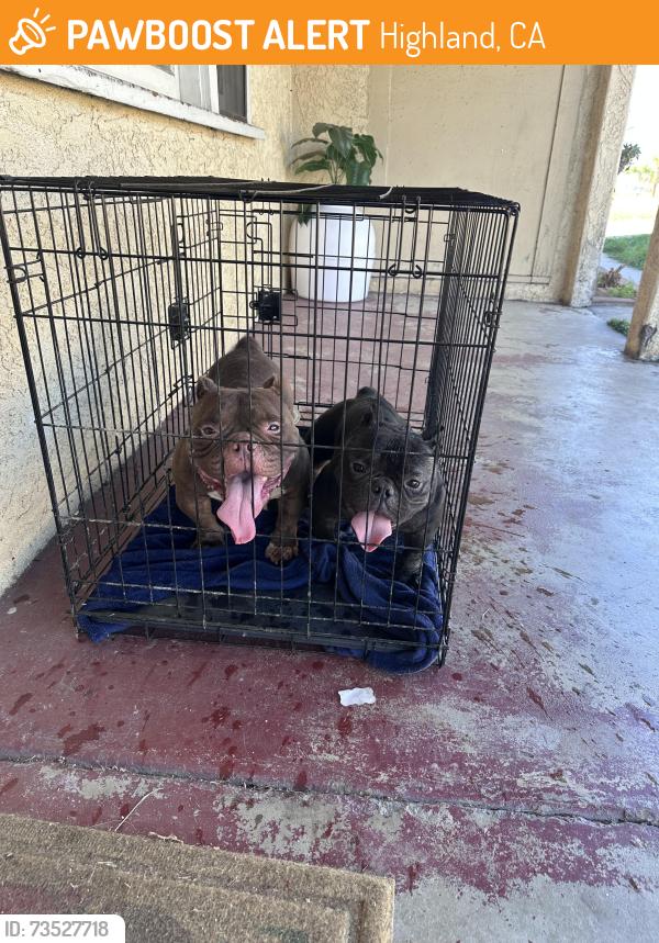 Found/Stray Female Dog last seen Baseline in Central, Highland, CA 92346