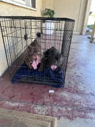 Found/Stray Female Dog last seen Baseline in Central, Highland, CA 92346
