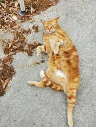 Lost Male Cat last seen Amity, Apopka, Glencoe, Highland streets, Inverness Highlands South, FL 34452