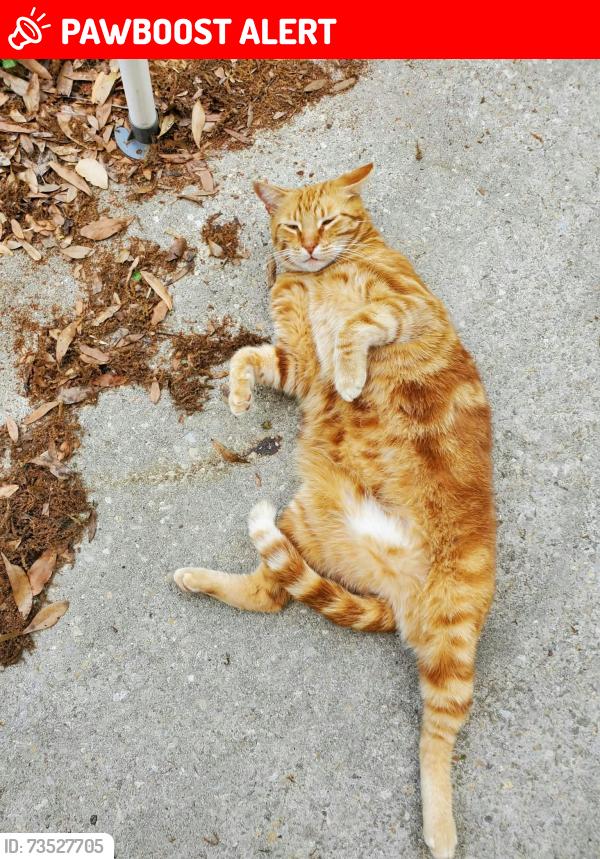 Lost Male Cat last seen Amity, Apopka, Glencoe, Highland streets, Inverness Highlands South, FL 34452