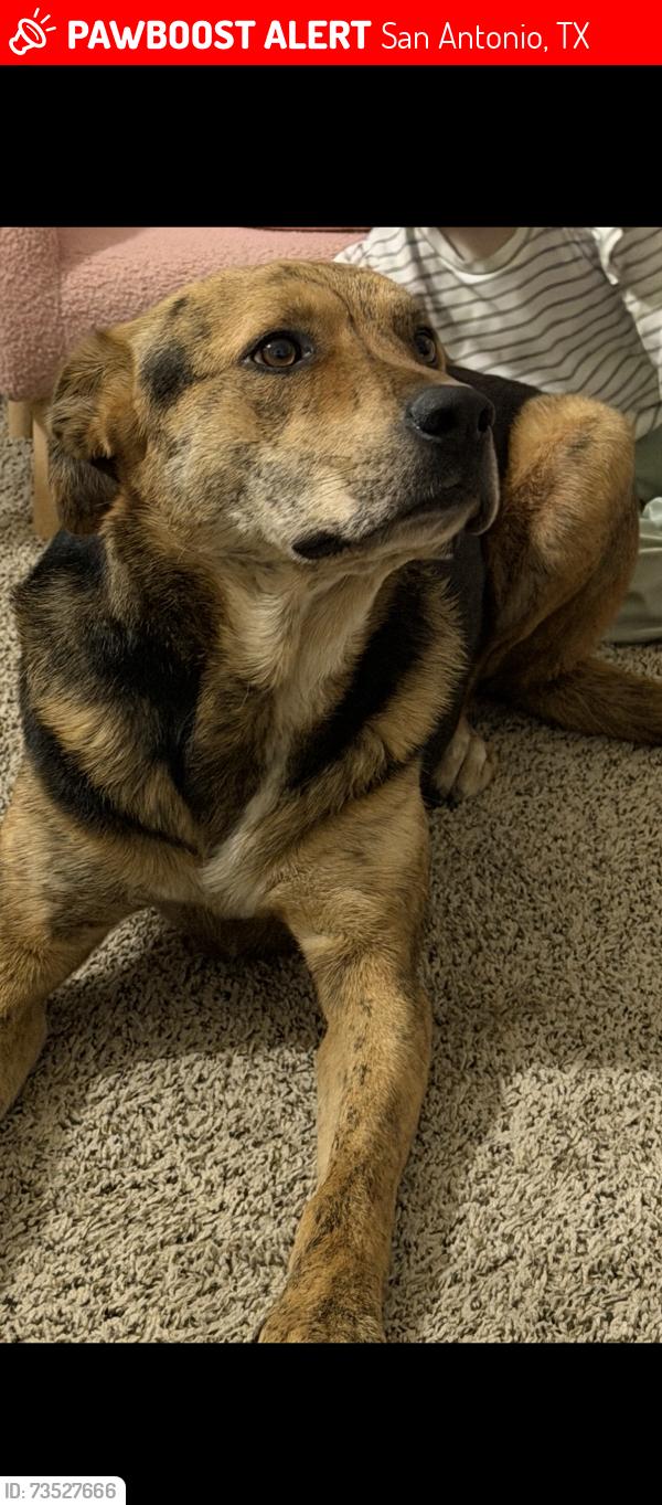 Lost Male Dog last seen Knoll creek, San Antonio, TX 78247