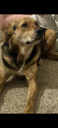Lost Male Dog last seen Knoll creek, San Antonio, TX 78247