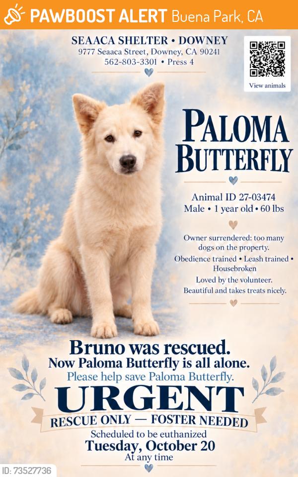 Found/Stray Male Dog last seen SEAACA Shelter Downey, Buena Park, CA 90621