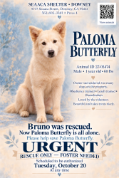 Found/Stray Male Dog last seen SEAACA Shelter Downey, Buena Park, CA 90621