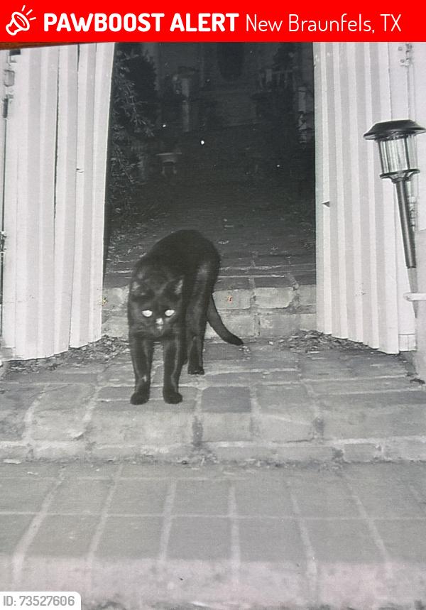 Lost Male Cat last seen Near Comal Ave 400 block / we live close to downtown New Braunfels, New Braunfels, TX 78130
