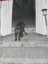 Lost Male Cat last seen Near Comal Ave 400 block / we live close to downtown New Braunfels, New Braunfels, TX 78130