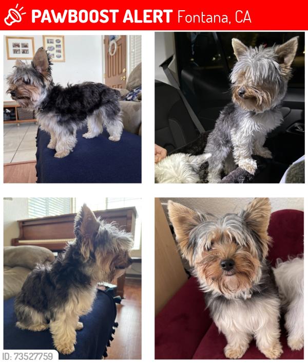 Lost Female Dog last seen East Lincoln Loop Road and Santa Maria Drive, Fontana, CA 92336