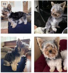 Lost Female Dog last seen East Lincoln Loop Road and Santa Maria Drive, Fontana, CA 92336