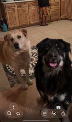 Lost Male Dog last seen 71st ave and sweet water, Peoria, AZ 85381
