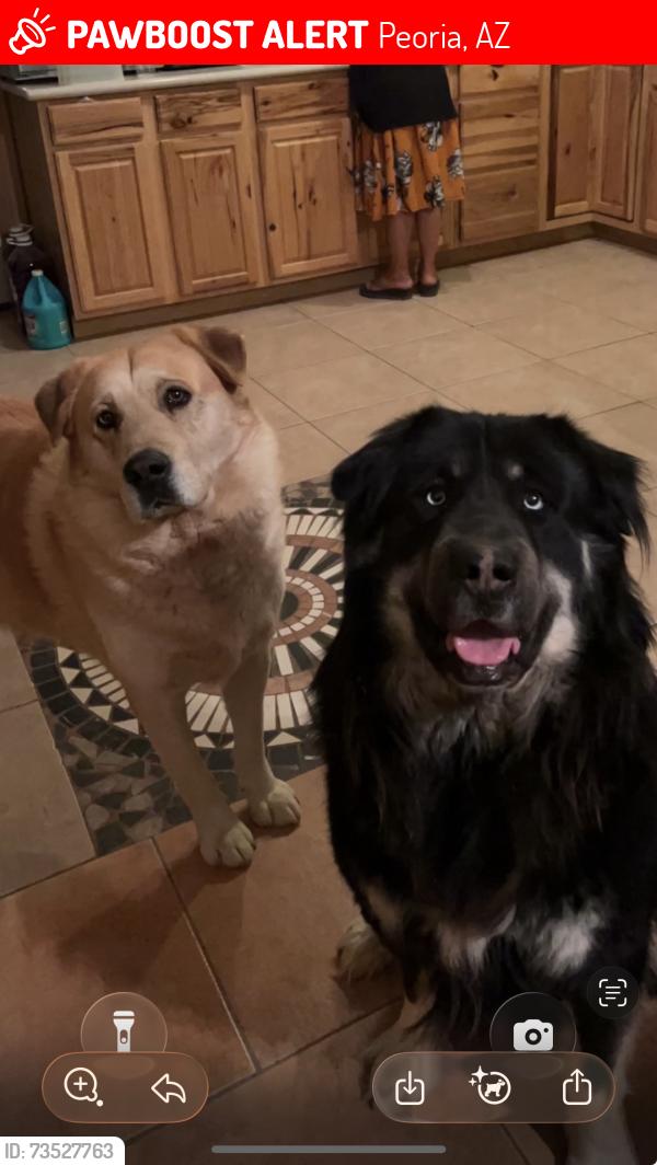 Lost Male Dog last seen 71st ave and sweet water, Peoria, AZ 85381