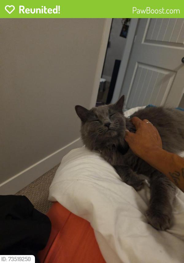 Reunited Female Cat last seen Near 68 ave, Surrey, BC V4N 5Z9