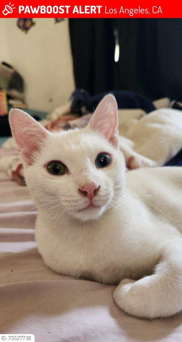 Lost Male Cat last seen Barbee St., Los Angeles, CA 90031