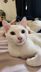 Lost Male Cat last seen Barbee St., Los Angeles, CA 90031