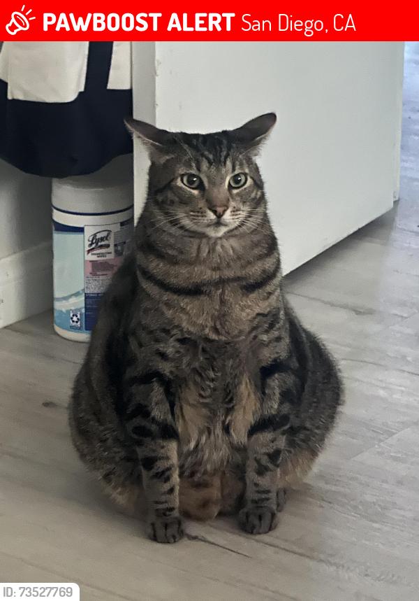 Lost Male Cat last seen Near GREYCOURT Ave San Diego, San Diego, CA 92114