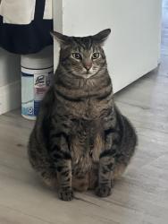 Lost Male Cat last seen Near GREYCOURT Ave San Diego, San Diego, CA 92114