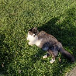 Lost Male Cat last seen Enfield, Greater London, England 