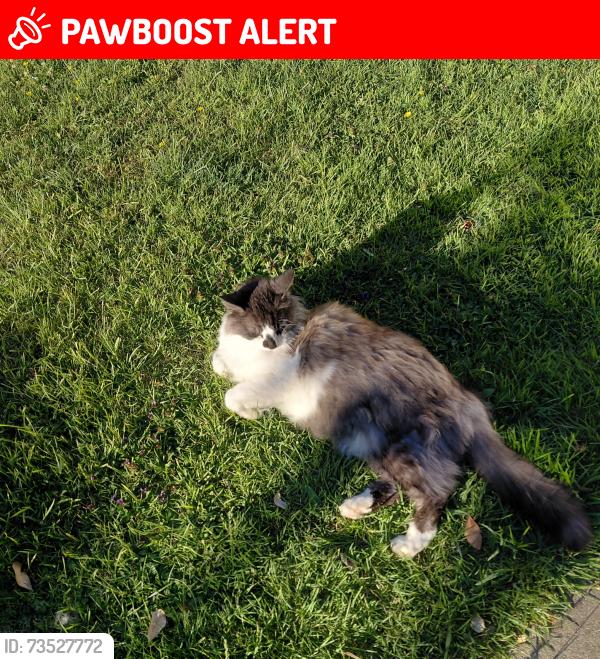 Lost Male Cat last seen Enfield, Greater London, England 