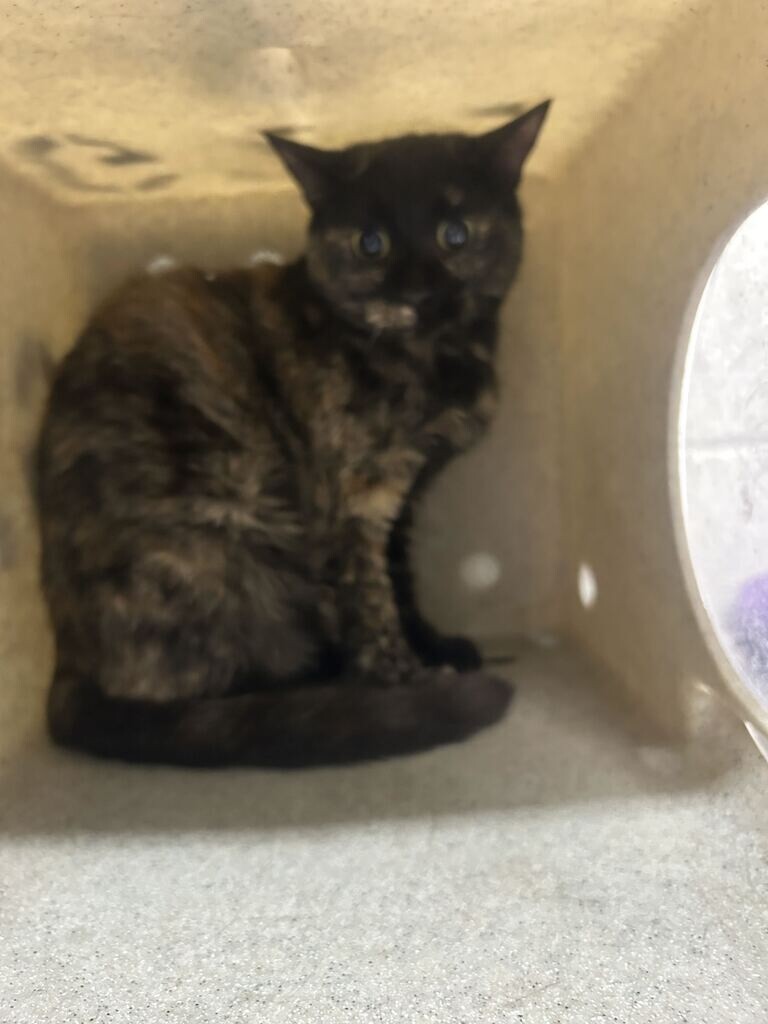 Shelter Stray Female Cat last seen Near E 300 N, Kaysville, UT 84037, USA, 1422 E 600 N, Fruit Heights, UT 84037, USA