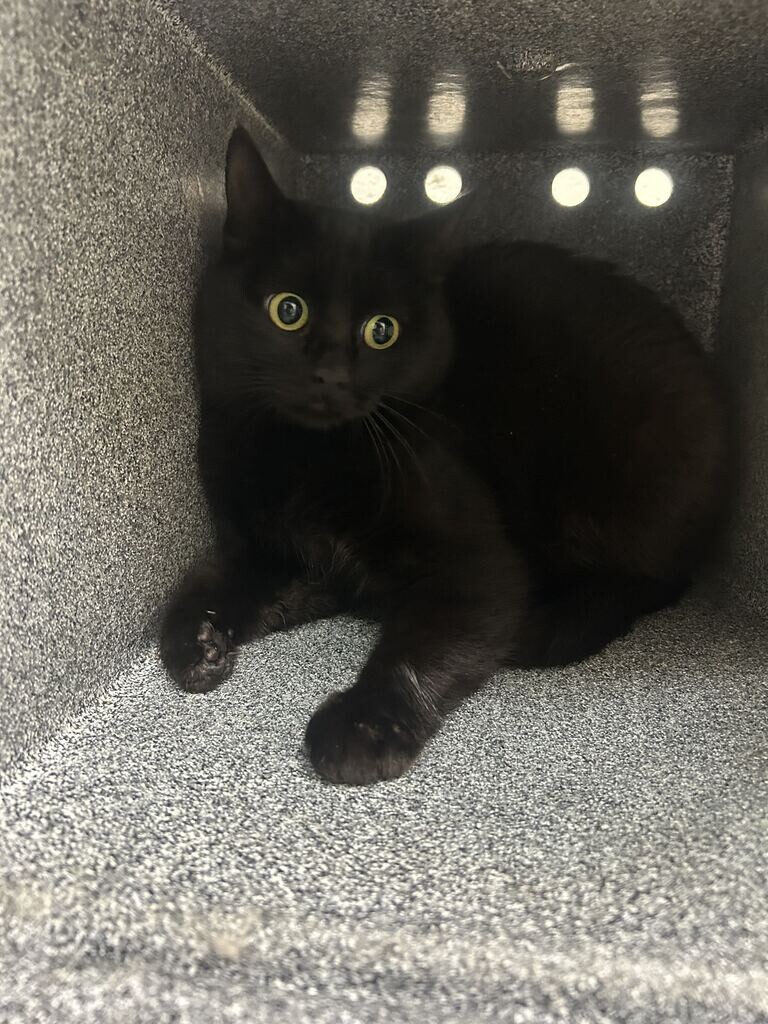 Shelter Stray Female Cat last seen Near W 1150 N, Sunset, UT 84015, USA, 1422 E 600 N, Fruit Heights, UT 84037, USA