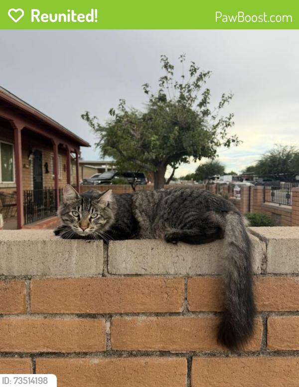 Reunited Male Cat last seen Near S Catalina Ave, Tucson, AZ 85706, USA, Tucson, AZ 85706