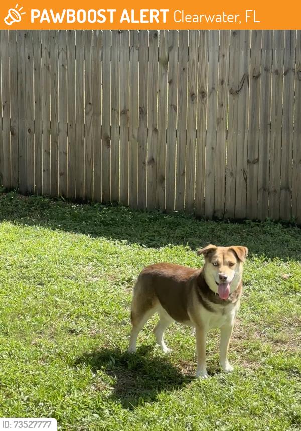 Found/Stray Male Dog last seen Fairfield dr, Clearwater, FL 33764