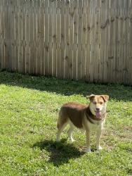 Found/Stray Male Dog last seen Fairfield dr, Clearwater, FL 33764