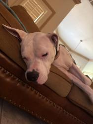 Found/Stray Female Dog last seen Coltrane and Sorghum Mill Rd, Edmond, OK 73034