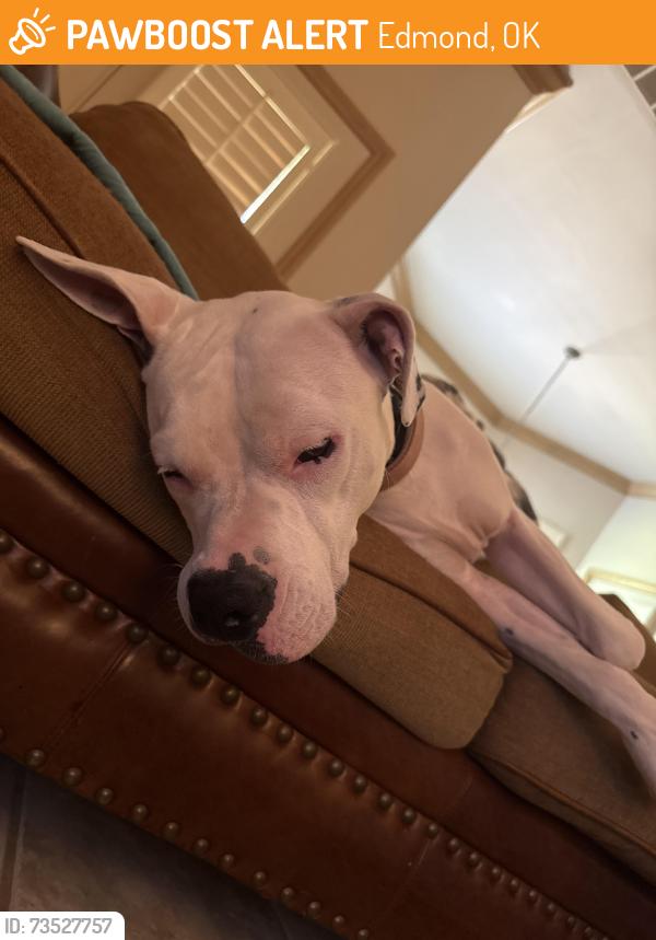 Found/Stray Female Dog last seen Coltrane and Sorghum Mill Rd, Edmond, OK 73034