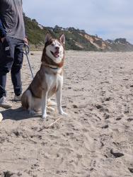 Reunited Male Dog last seen Kubota ln, Pasco, WA 99301