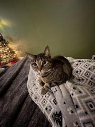 Lost Female Cat last seen pleasant valley, Oxnard, CA 93033