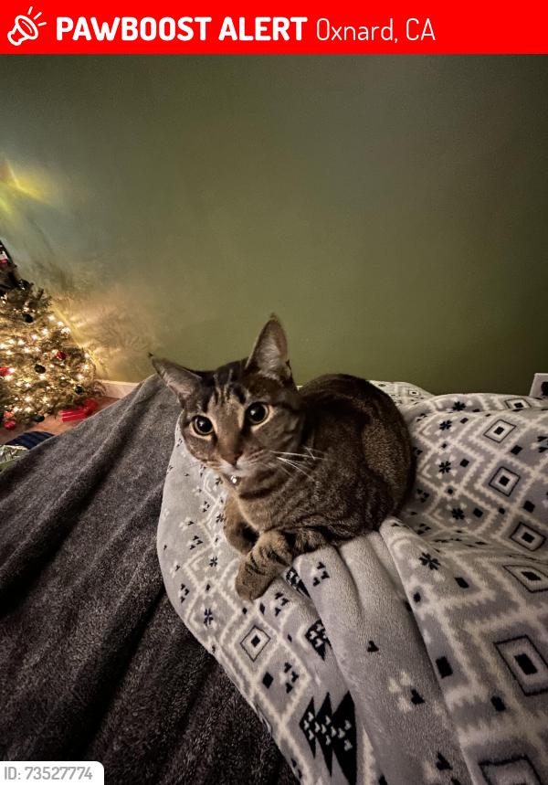 Lost Female Cat last seen pleasant valley, Oxnard, CA 93033
