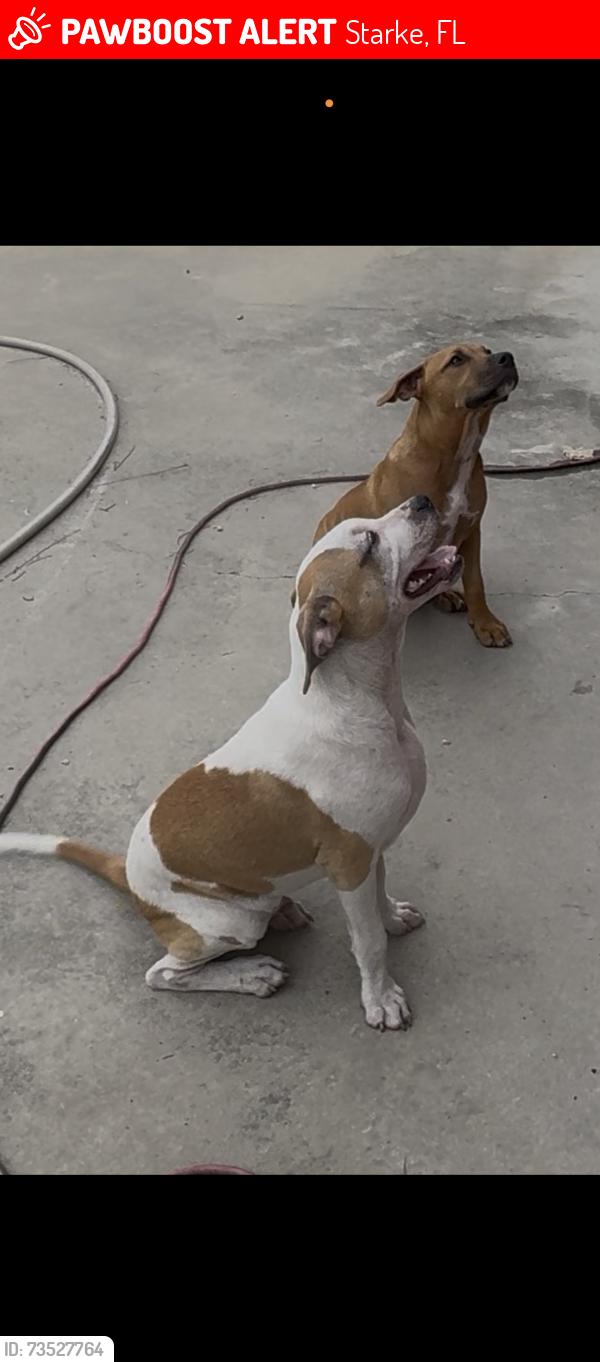 Lost Female Dog last seen Sr 100 and SE 129 dirt road near Roy’s market on the other end, Starke, FL 32091