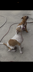 Lost Female Dog last seen Sr 100 and SE 129 dirt road near Roy’s market on the other end, Starke, FL 32091