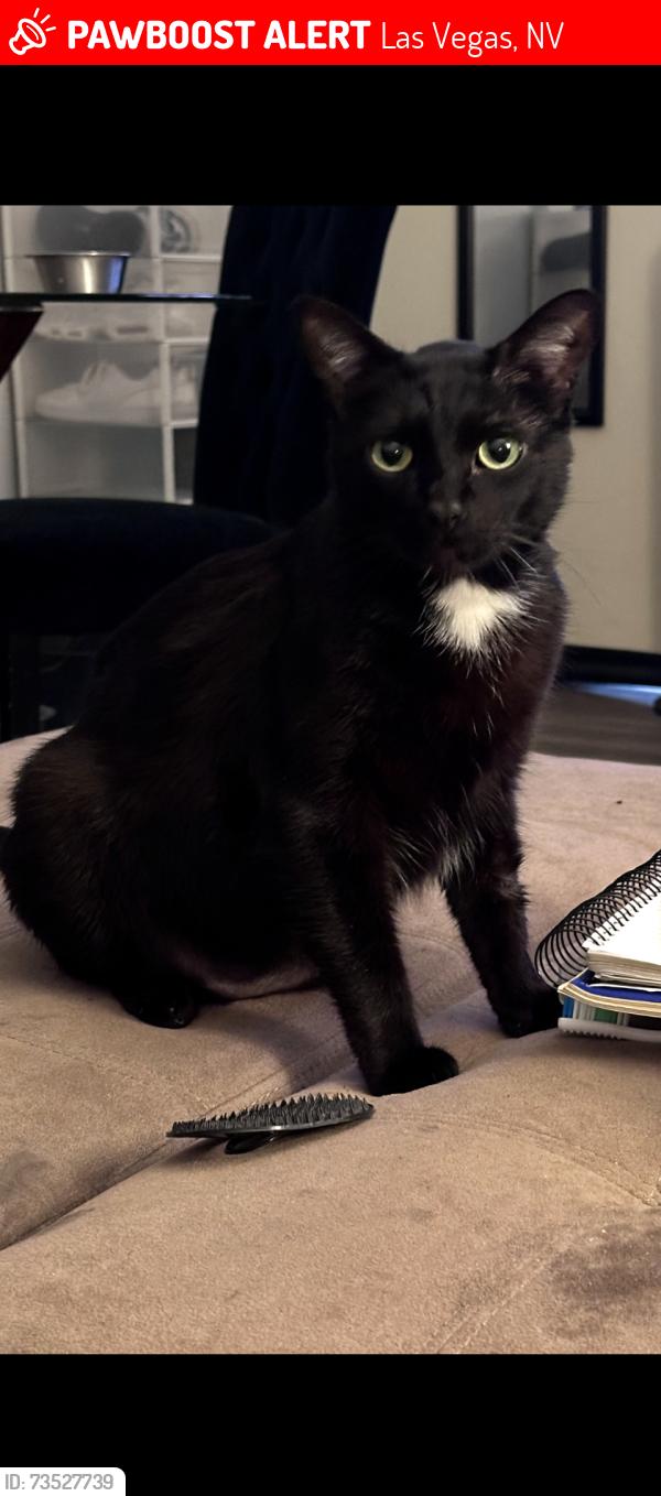 Lost Male Cat last seen Dovewood Ave and S Snow Bank Ln, Las Vegas, NV 89183