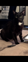 Lost Male Cat last seen Dovewood Ave and S Snow Bank Ln, Las Vegas, NV 89183
