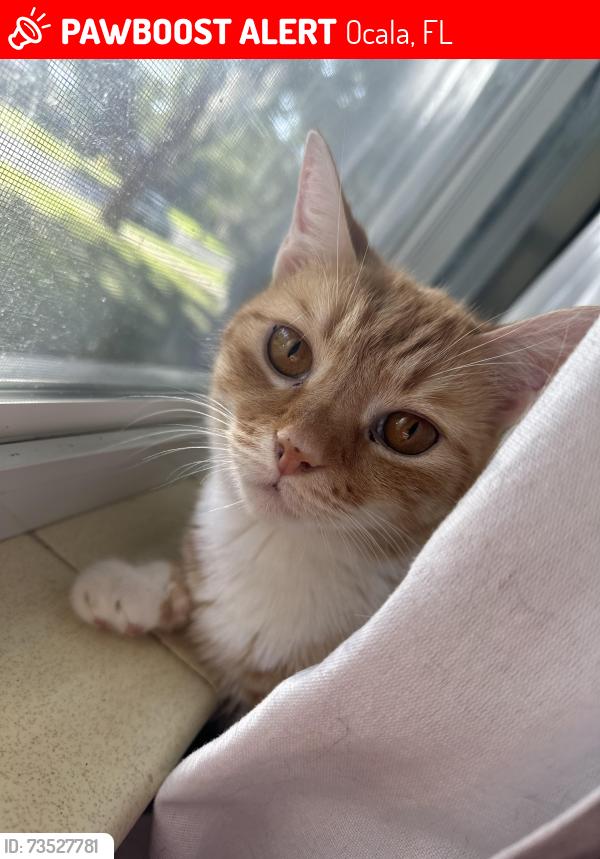 Lost Male Cat last seen Ward-Highlands Elementary School, Ocala, FL 34471